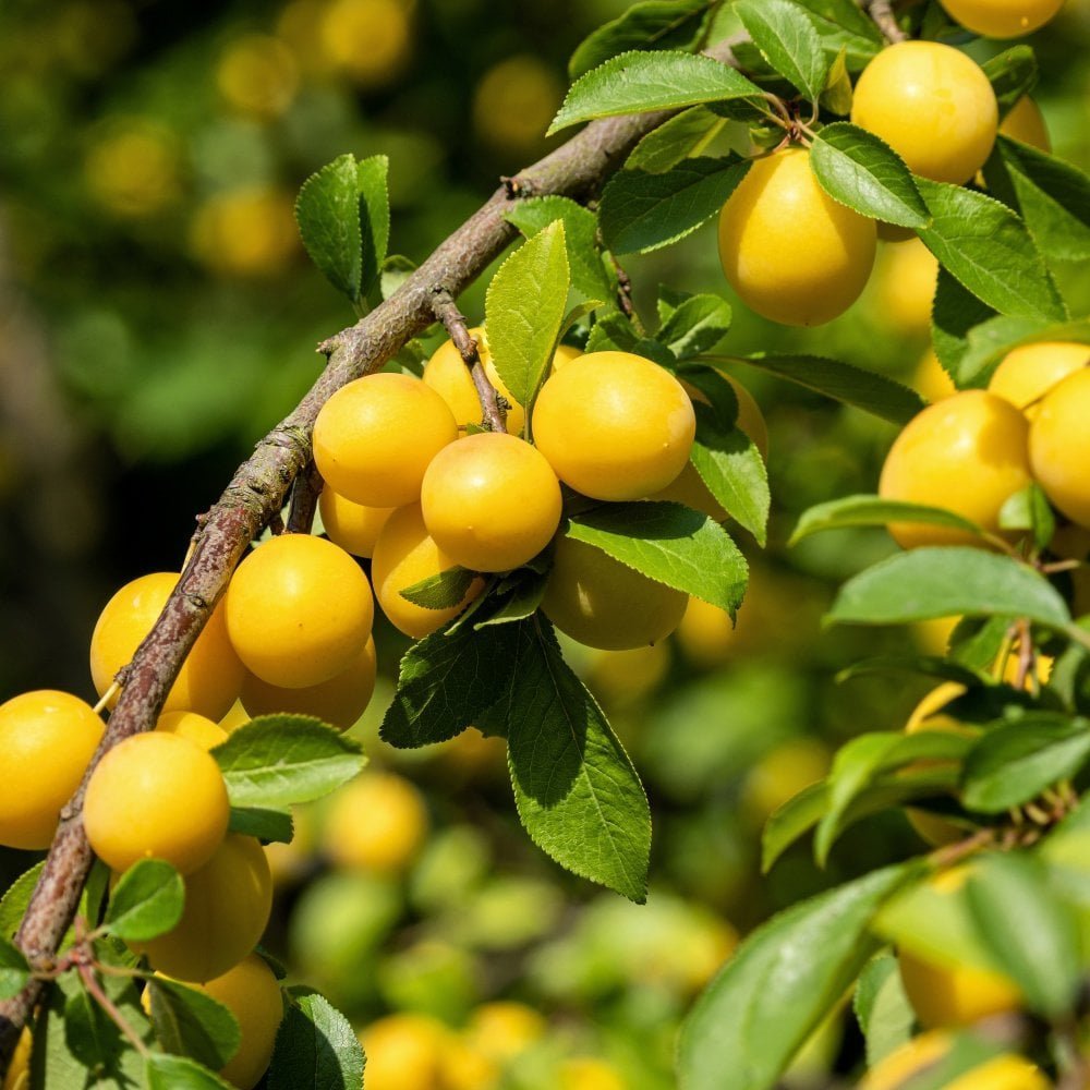 Prun (Prunus Domestica) Mirabelle de Nancy, cu fructe dulci galbene