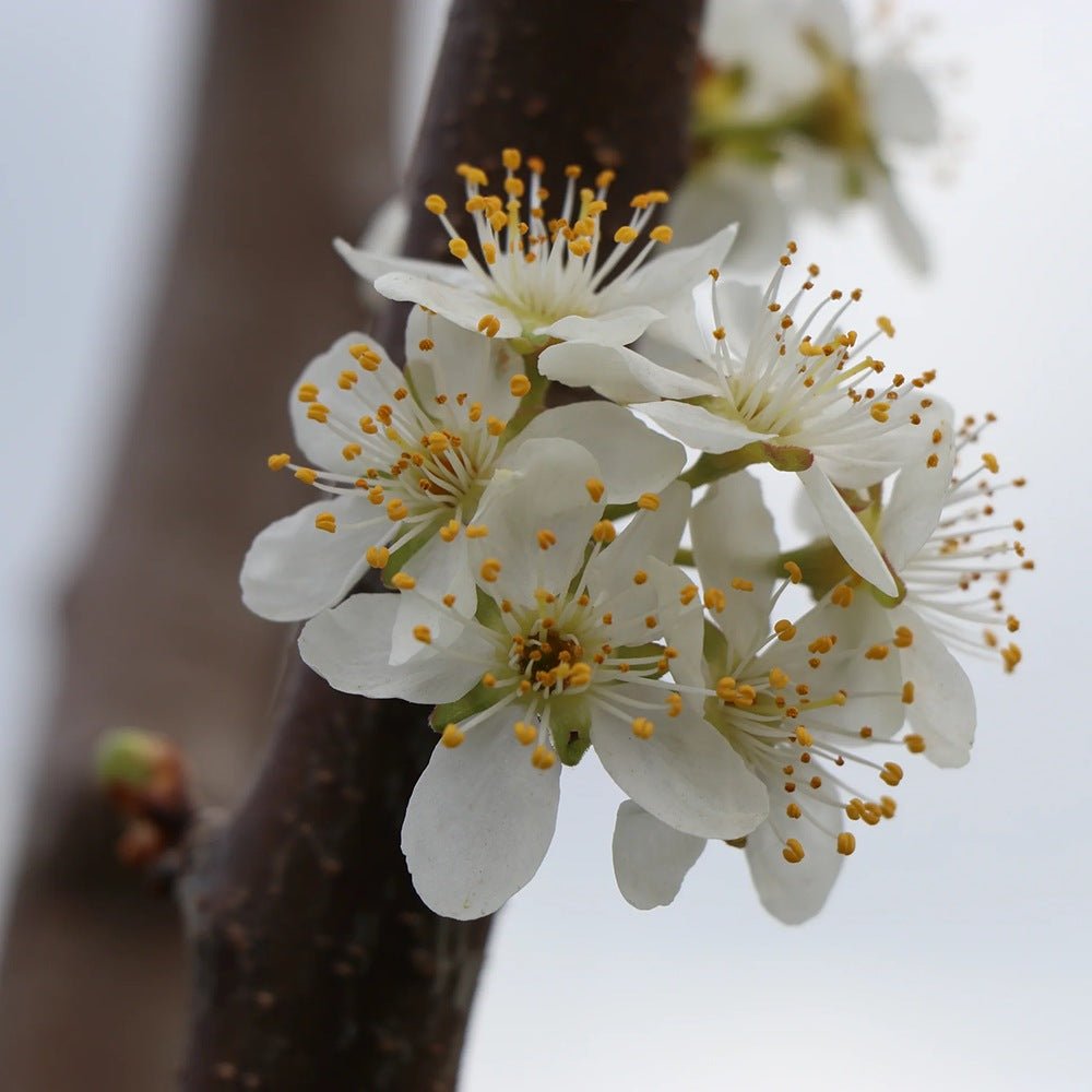 Prun Stanley (Prunus Domestica), cu fructe dulci violet