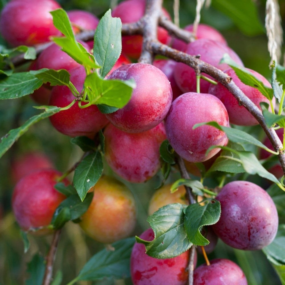 Prun Victoria (Prunus Domestica), cu fructe dulci violet-rosiatice