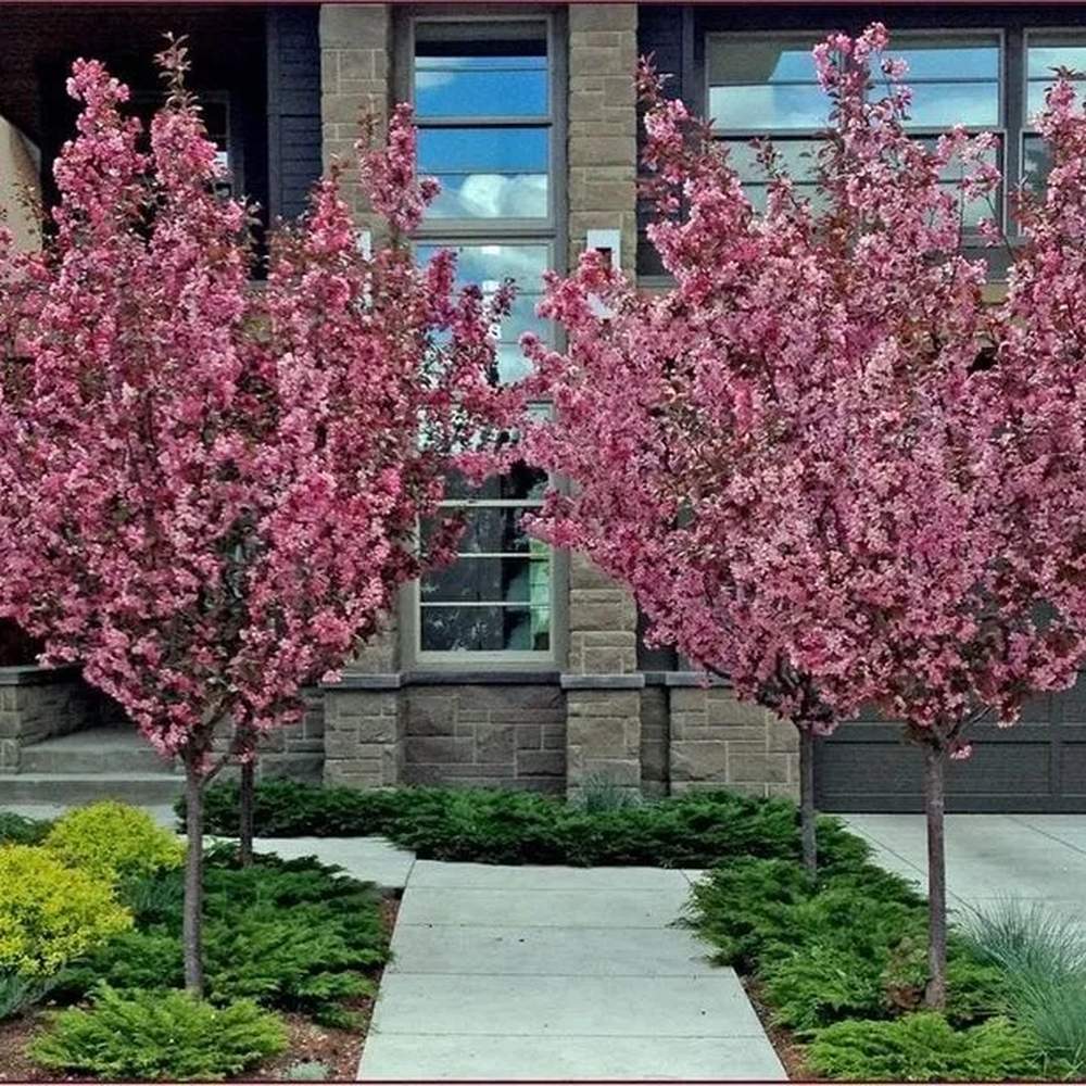 Японски декоративен бадем Prunus triloba – зрелищни двойни розови цветове, студоустойчив до –25°C