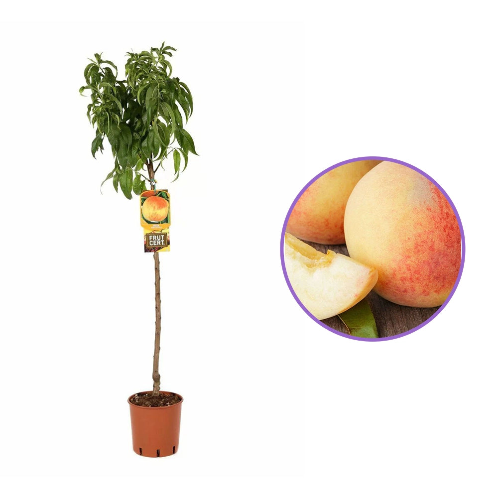 Праскова (Prunus persica) Maria Bianca, с бяло-червени-кремави плодове, във втора година от род