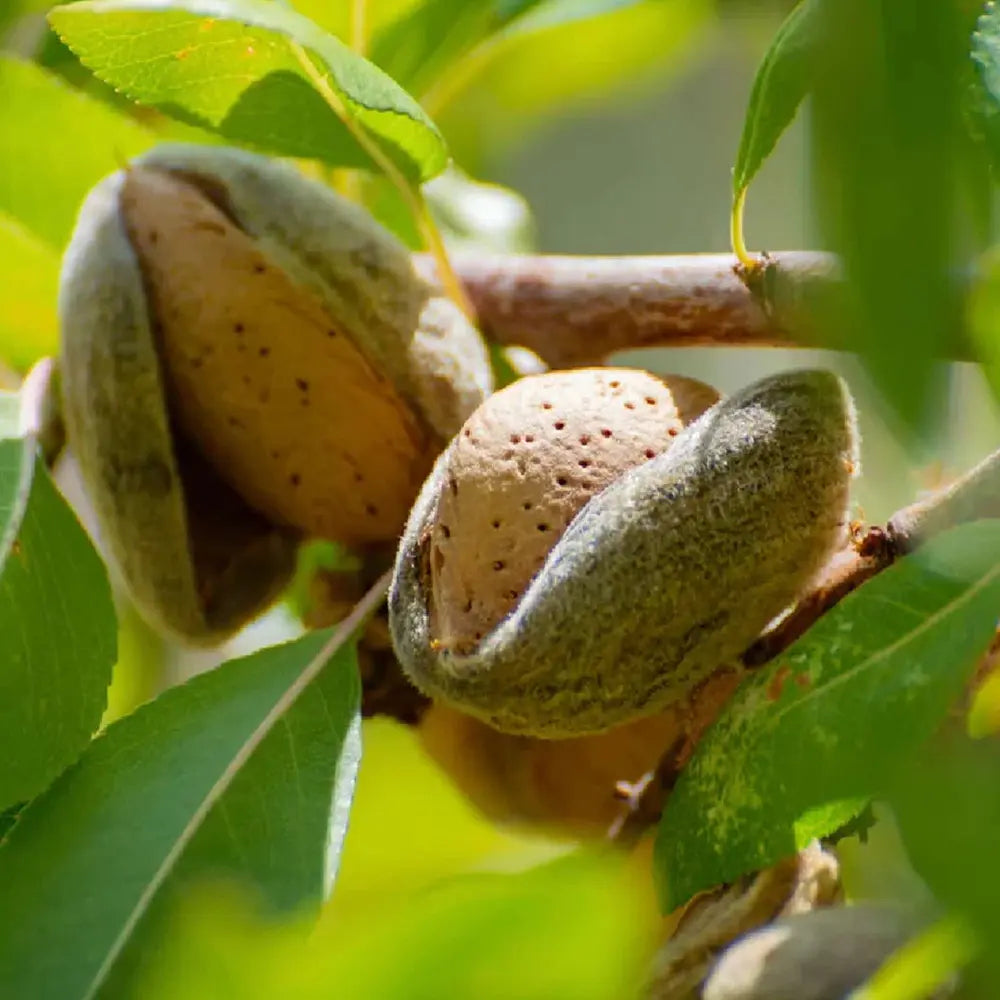 Copacel Migdal Santa Caterina (Prunus amygdalus), cu migdale dulci crocanti, an 2 pe rod