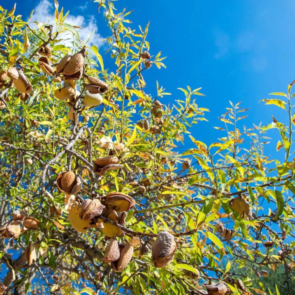 Бадем дръвче Supernova (Prunus amygdalus), със сладки хрупкави бадеми, на плод от 2-та година
