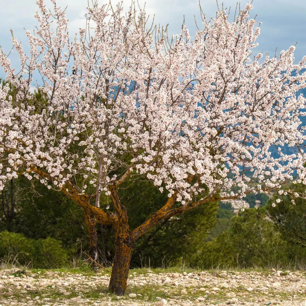 Copacel Migdal Supernova (Prunus amygdalus), cu migdale dulci crocanti, an 2 pe rod