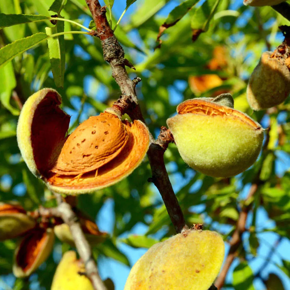 Copacel Migdal Tuono (Prunus amygdalus), cu migdale dulci crocanti, an 2 pe rod