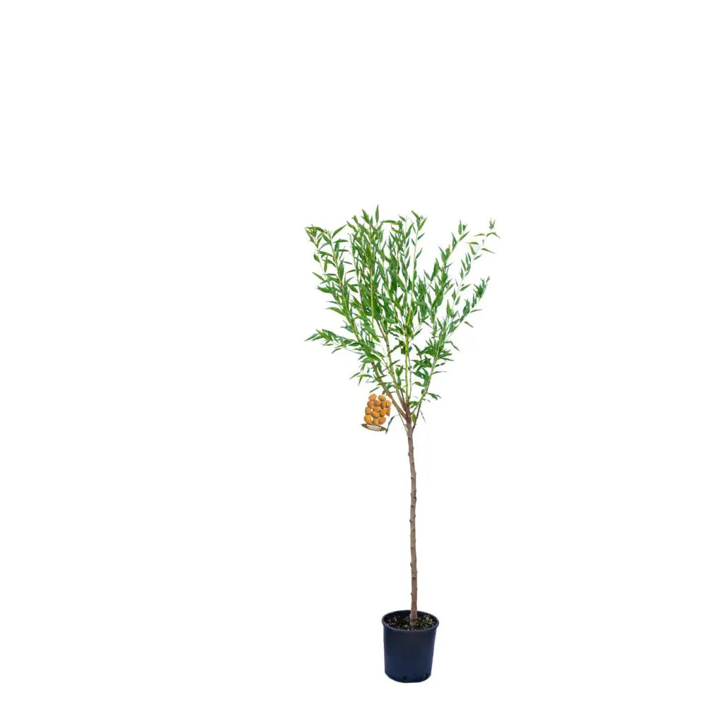 Copacel Migdal Genco (Prunus amygdalus), cu migdale dulci crocanti, an 2 pe rod