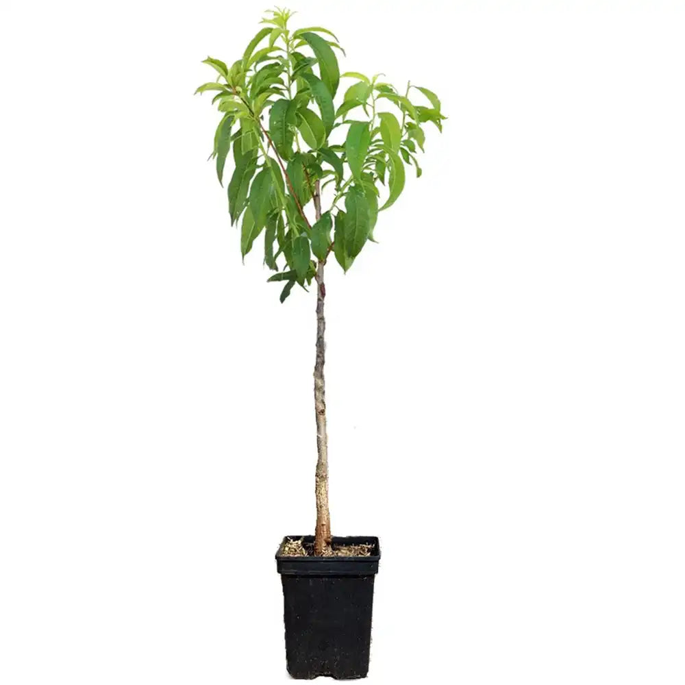 Кайсия (Prunus armeniaca) Baracca, със сладки оранжеви плодове, във втора година от род