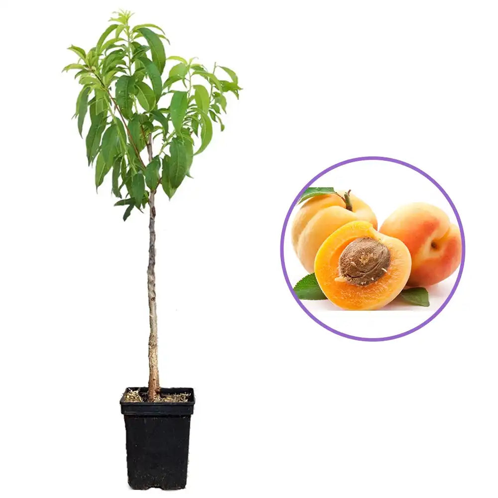 Кайсия (Prunus armeniaca) Baracca, със сладки оранжеви плодове, във втора година от род