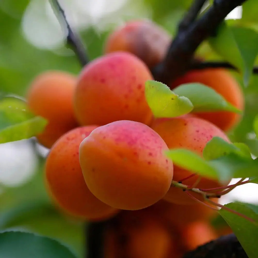 Cais (Prunus armeniaca) Orange Red, cu fructe dulci portocalii-rosii, an 2 pe rod