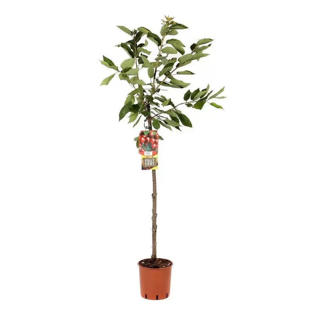 Cires (Prunus Avium) Big Star, cu fructe dulci rosii-inchis, an 2 pe rod