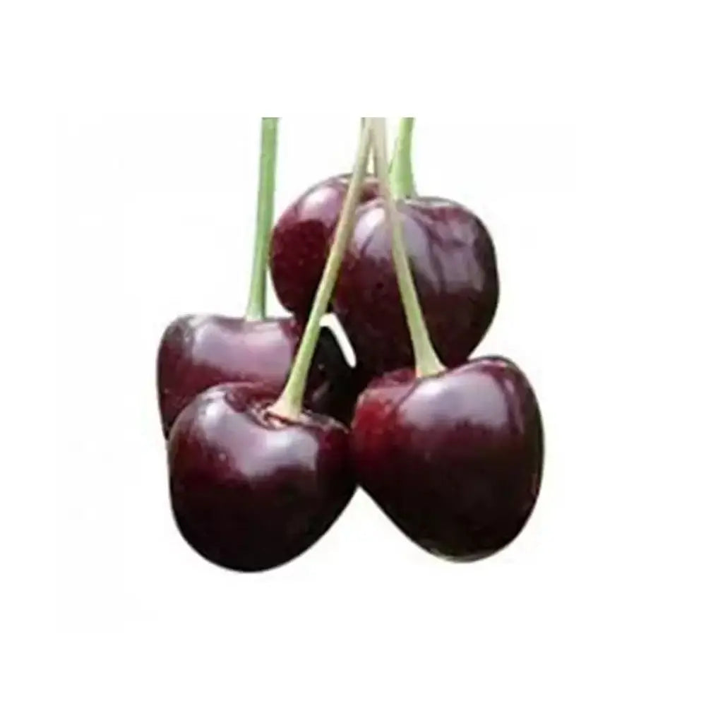 Cires (Prunus Avium) Durone Di Cenesa cu fructe dulci rosii-negre, an 2 pe rod (