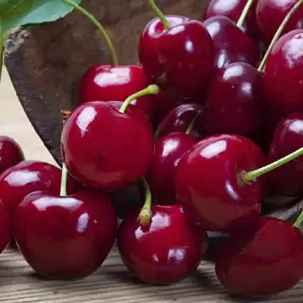 Cires (Prunus Avium) Durone Di Cenesa cu fructe dulci rosii-negre, an 2 pe rod (