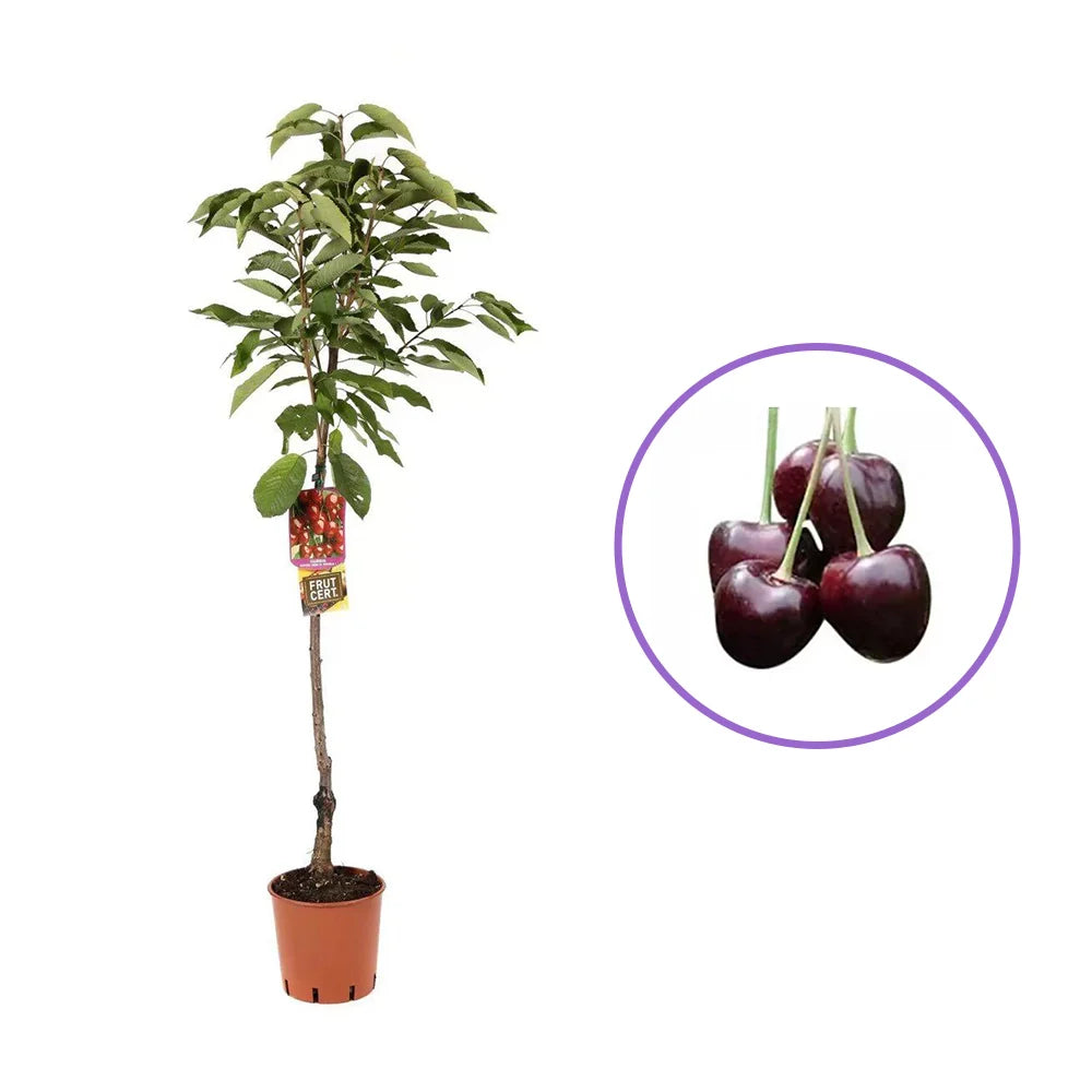 Cires (Prunus Avium) Durone Di Cenesa cu fructe dulci rosii-negre, an 2 pe rod (
