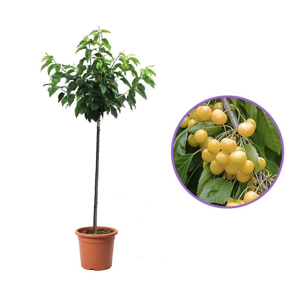 Cires (Prunus Avium) Imperiale Gialla cu fructe dulci galbene, an 2 pe rod