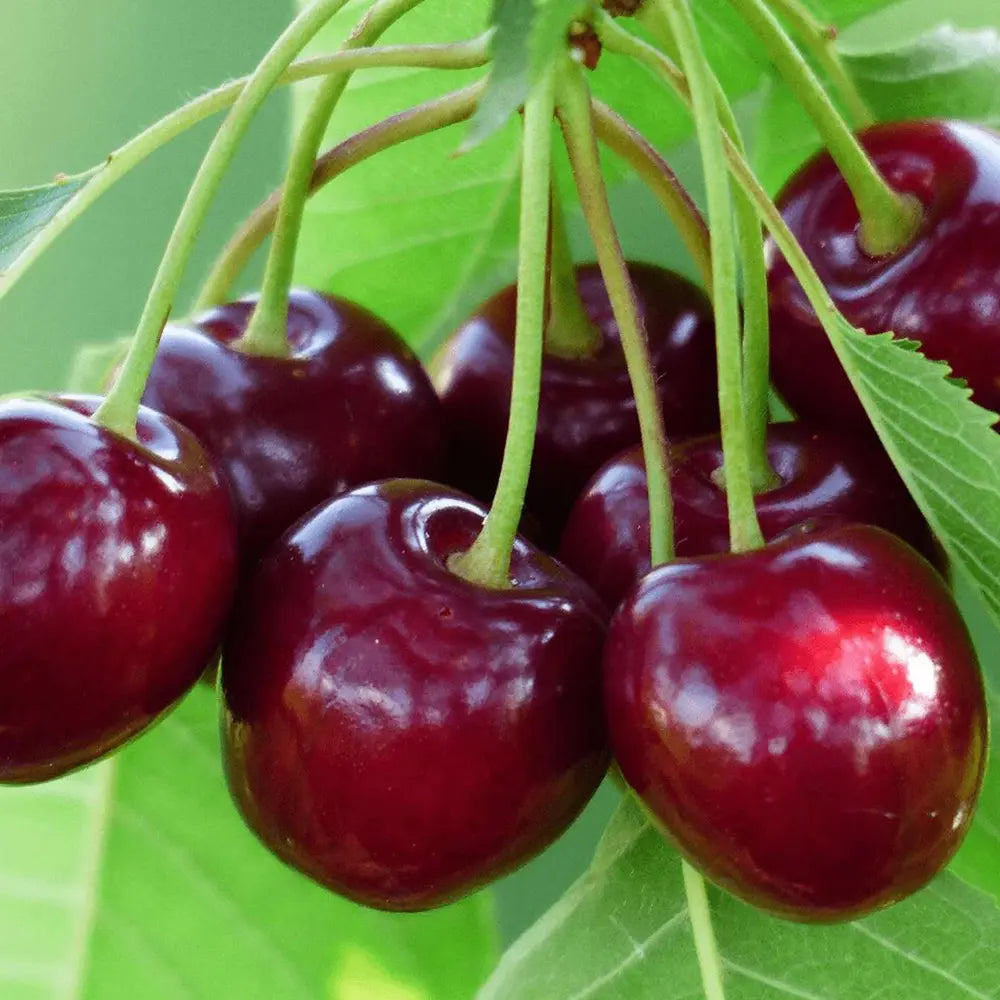 Cires (Prunus Avium) Mora Di Cazzano cu fructe dulci negre, an 2 pe rod