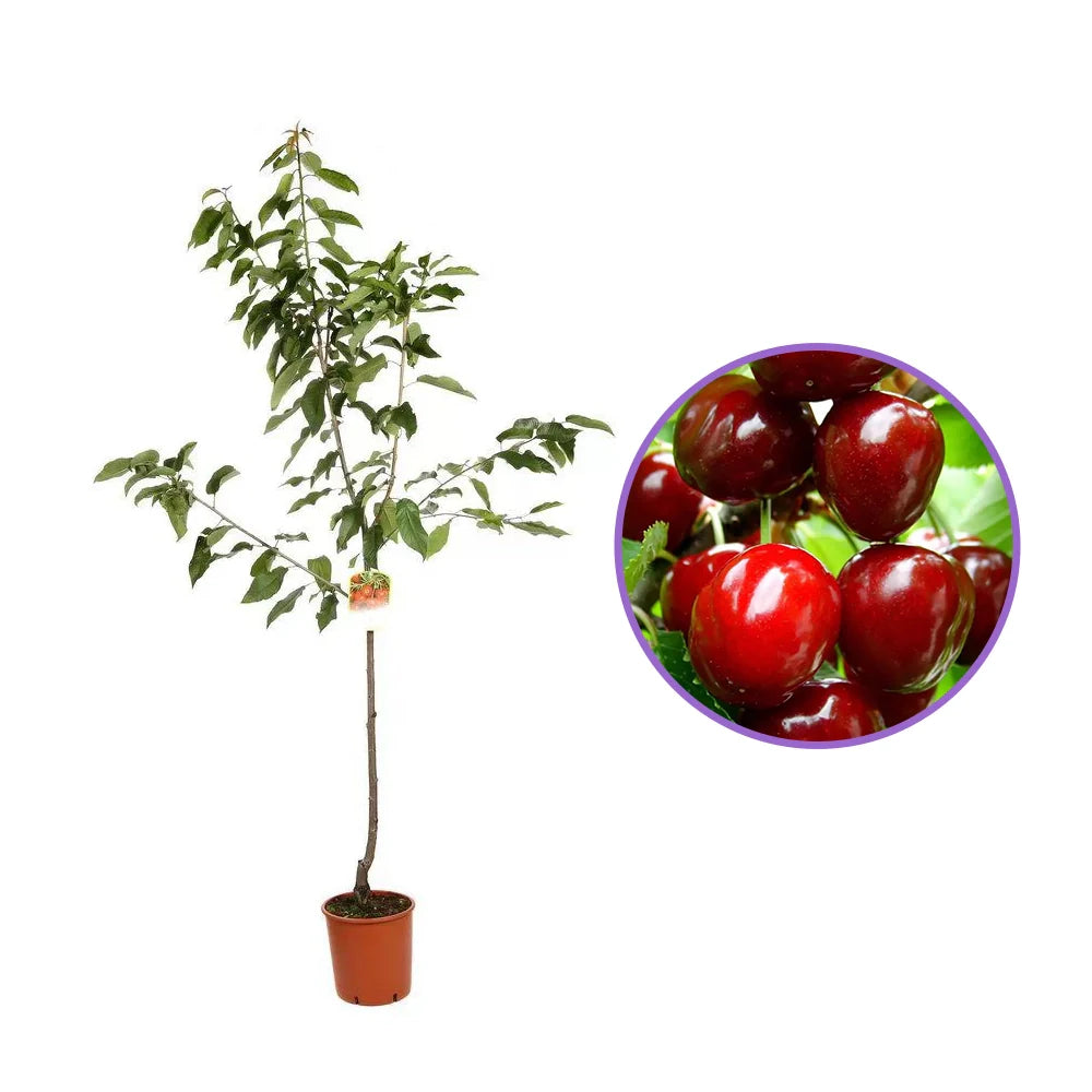 Cires (Prunus Avium) New Star cu fructe dulci rosii, an 2 pe rod