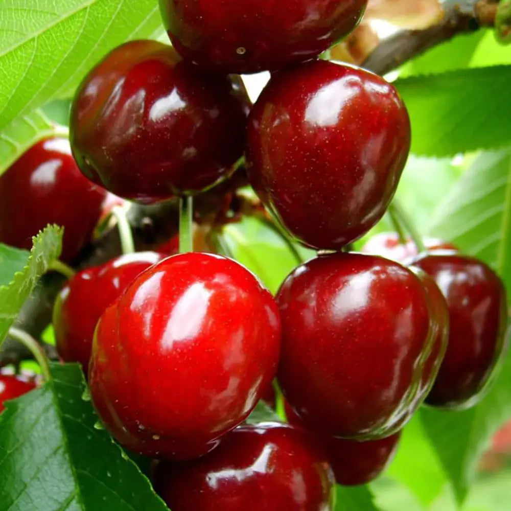 Cires (Prunus Avium) New Star cu fructe dulci rosii, an 2 pe rod