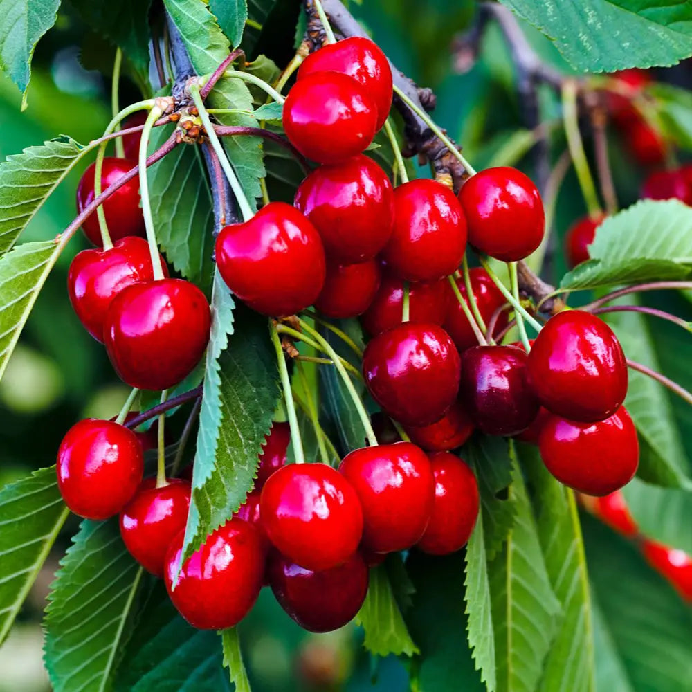 Cires (Prunus Avium) Sweet Heart cu fructe dulci rosii inchis, an 2 pe rod