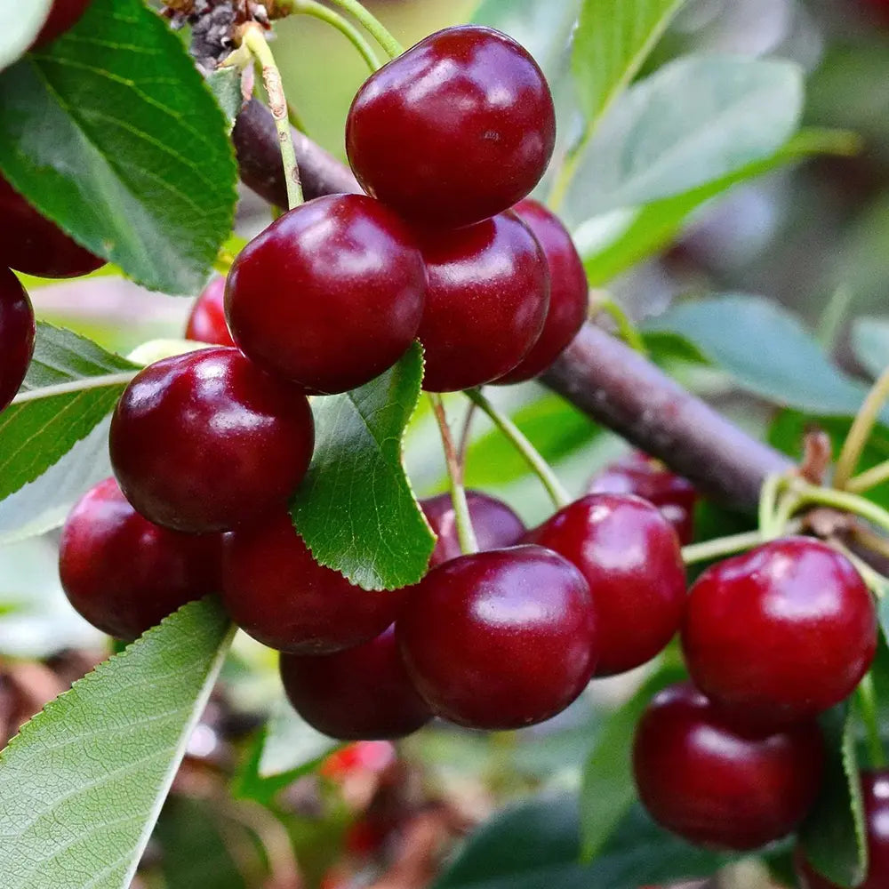 Cires (Prunus Avium) Bigarreau Van cu fructe dulci rosii, an 2 pe rod