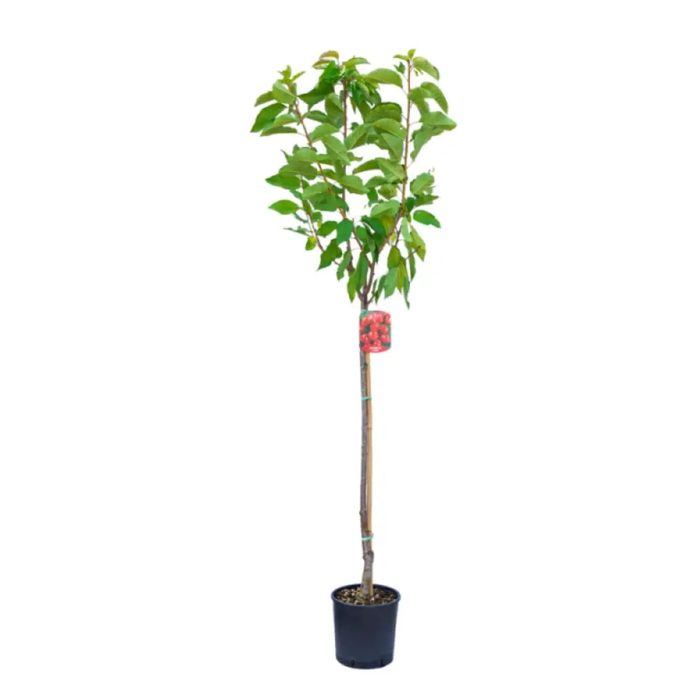 Cires (Prunus Avium) Bigarreau Van cu fructe dulci rosii, an 2 pe rod