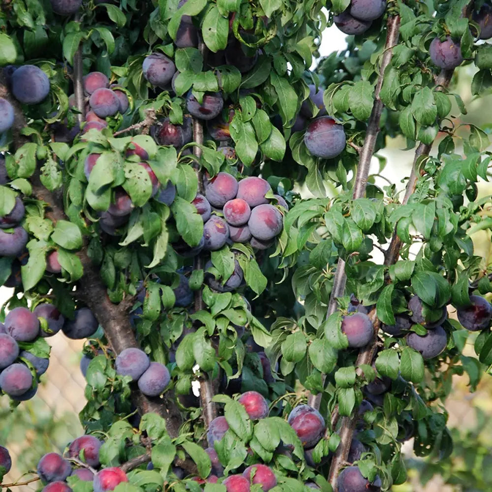 Prun Black Amber (Prunus Domestica), cu fructe dulci negre-violet, an 2 pe rod