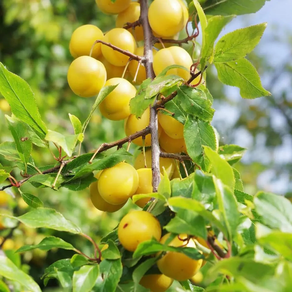 Prun Goccia D'Oro (Prunus Domestica), cu fructe dulci galbene, an 2 pe rod