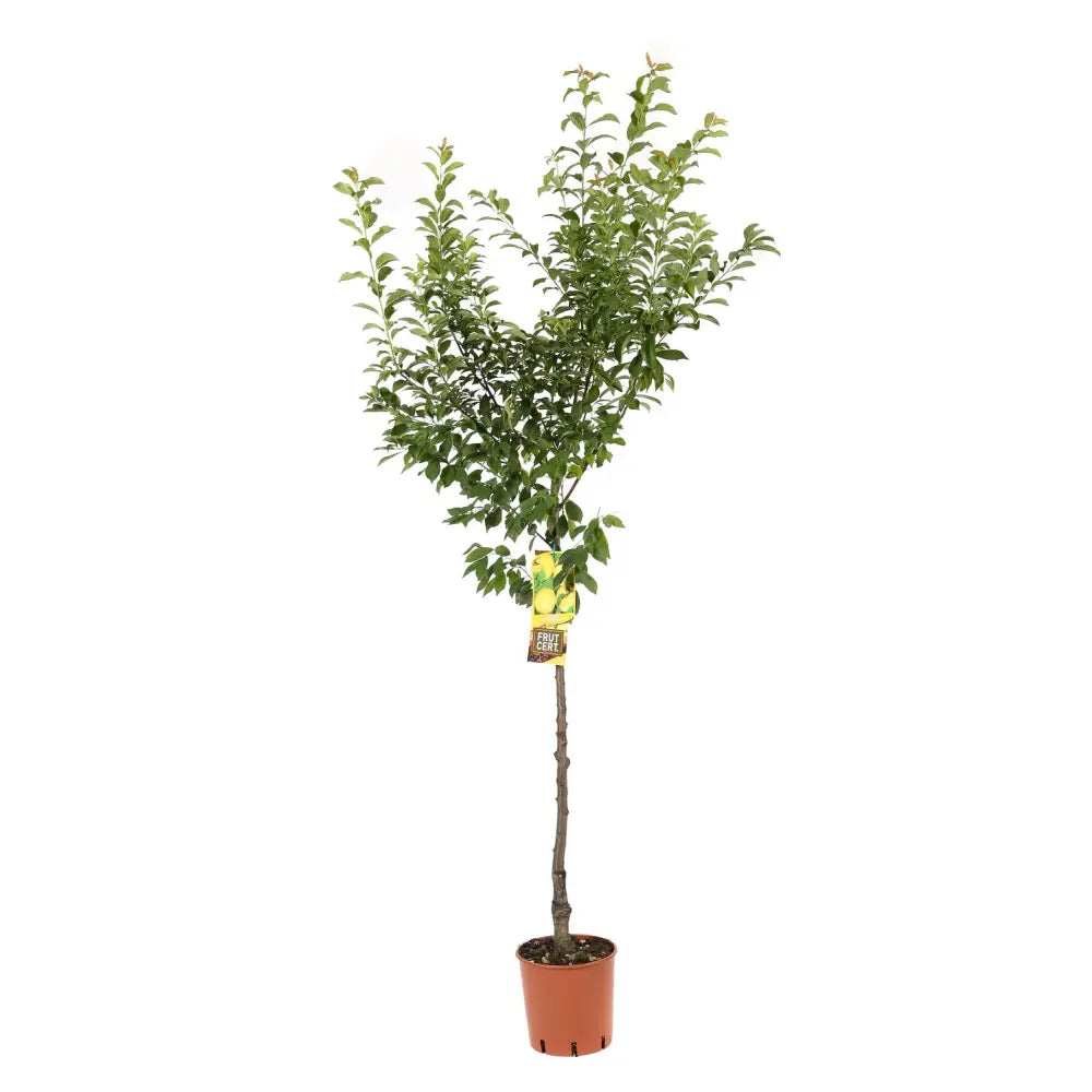 Prun Goccia D'Oro (Prunus Domestica), cu fructe dulci galbene, an 2 pe rod