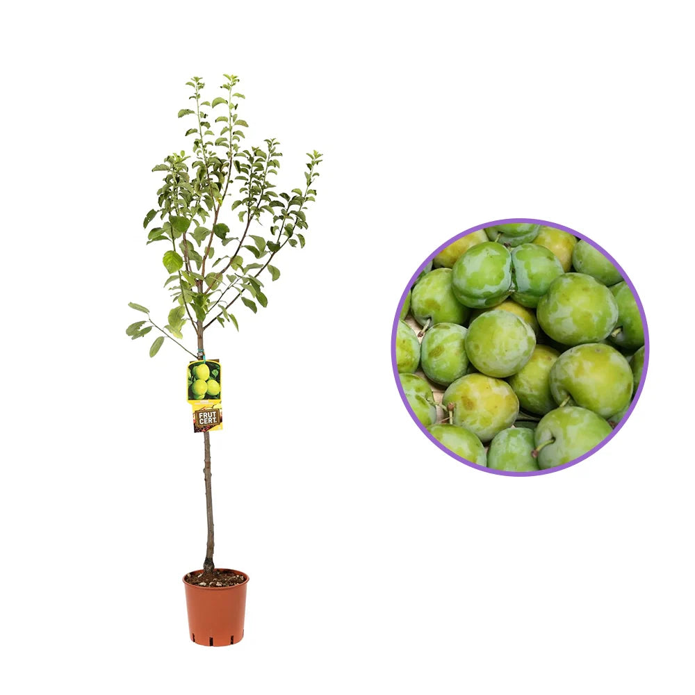 Prun Regina Claudia Verde (Prunus Domestica), cu fructe dulci verzi-galbene, an 2 pe rod