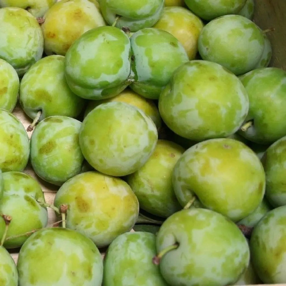 Prun Regina Claudia Verde (Prunus Domestica), cu fructe dulci verzi-galbene, an 2 pe rod
