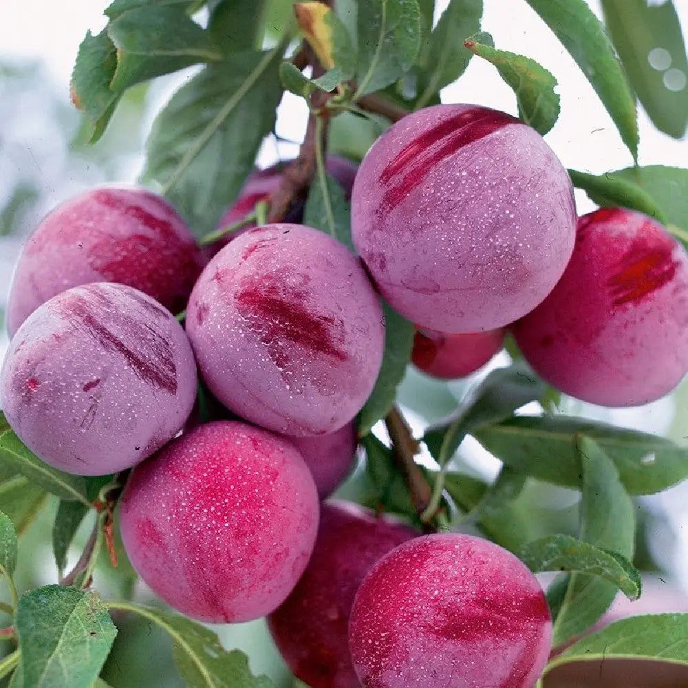 Prun Santa Rosa (Prunus Domestica), cu fructe dulci violet-rosiatice, an 2 pe rod