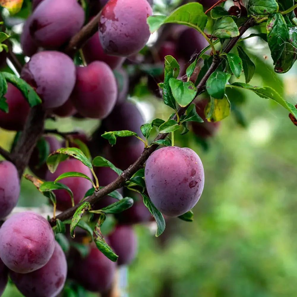 Prun Anna Spaeth (Prunus Domestica), cu fructe dulci rosii-violet, an 2 pe rod