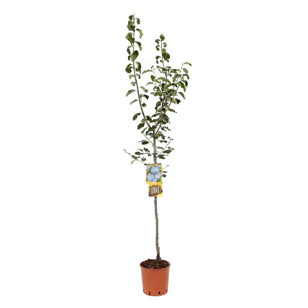 Prun Grossa Di Felisio (Prunus Domestica), cu fructe dulci mov, an 2 pe rod