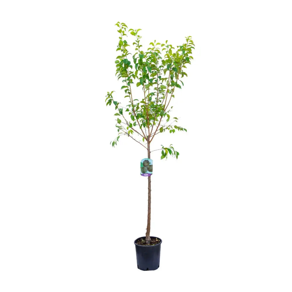 Prun President (Prunus Domestica), cu fructe dulci violet inchis, an 2 pe rod