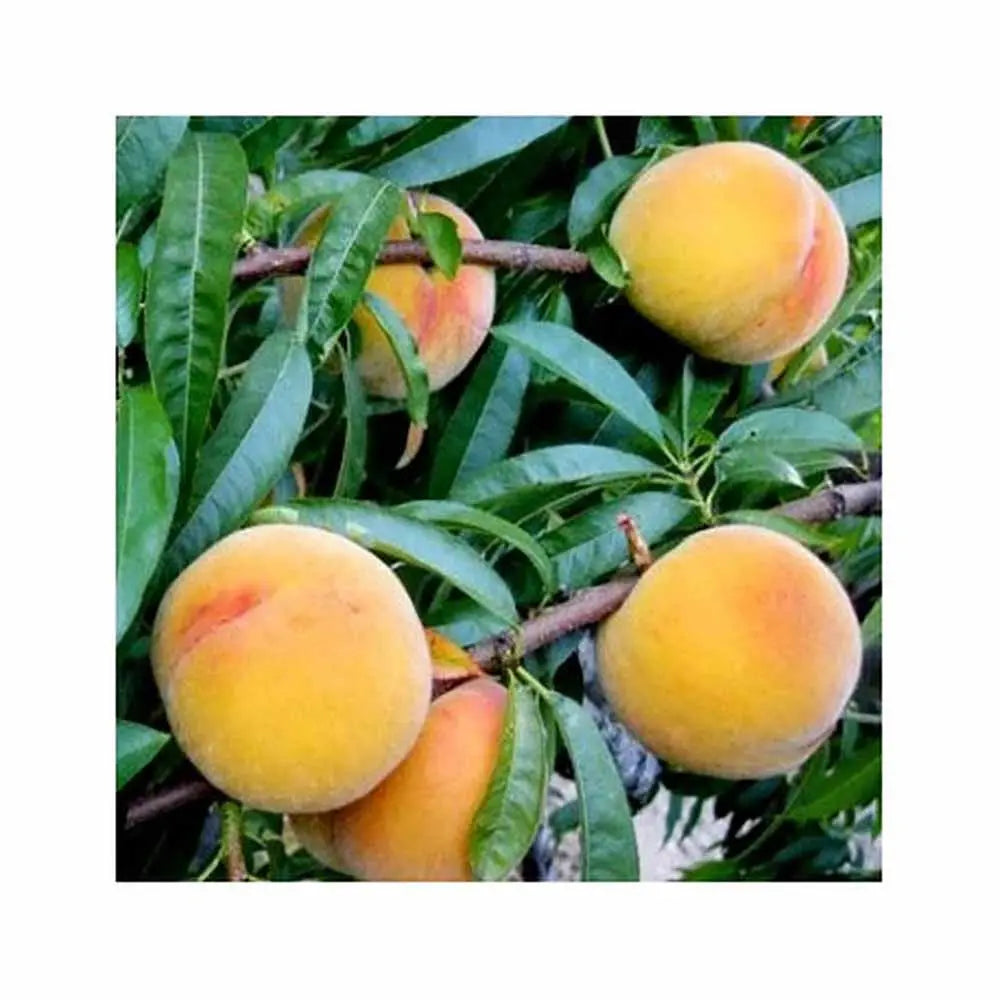 Piersic (Prunus Persica) Baby Gold 6, cu fructe galben-aurii, an 2 pe rod