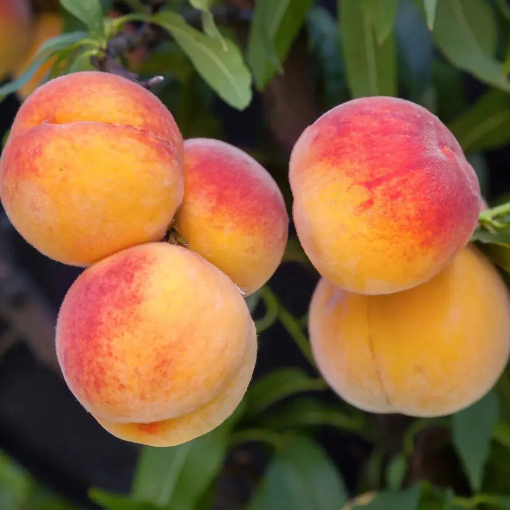 Piersic (Prunus Persica) Baby Gold 6, cu fructe galben-aurii, an 2 pe rod