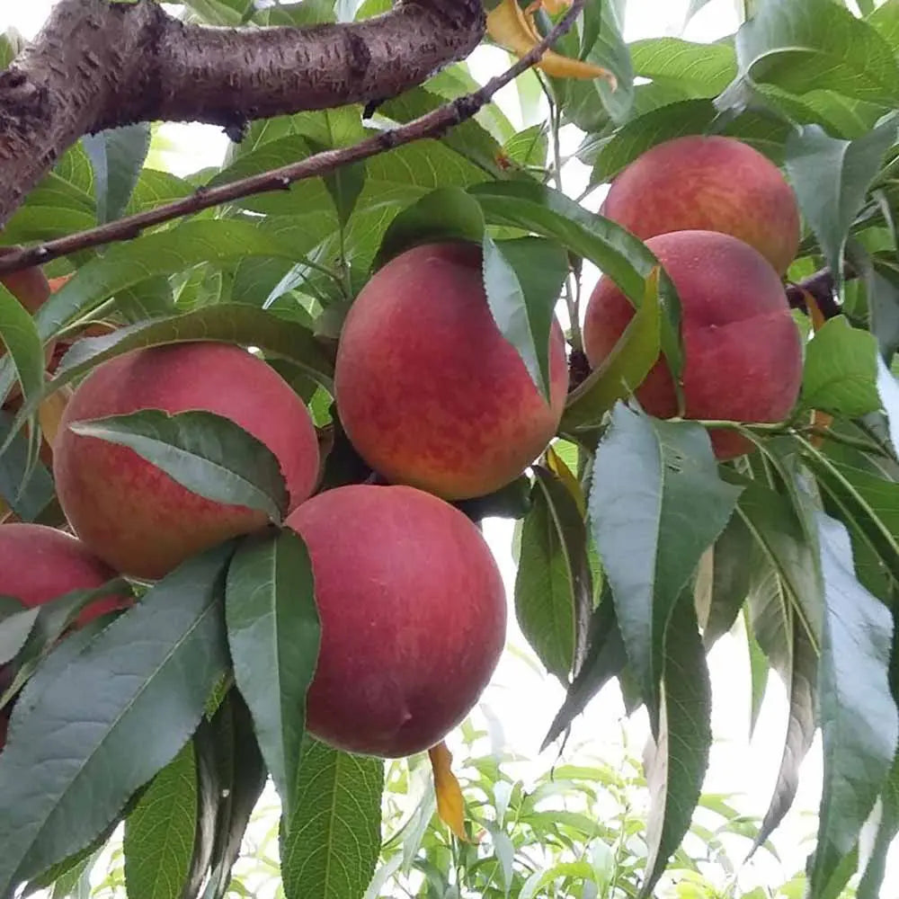 Piersic (Prunus Persica) Cotogno, cu fructe galben, an 2 pe rod