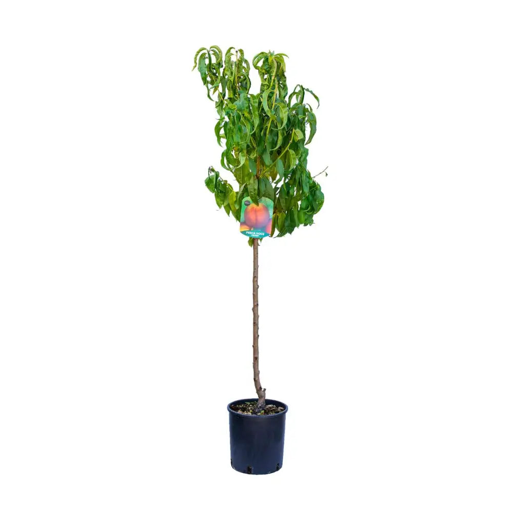 Piersic (Prunus Persica) Elegant Lady, cu fructe roz-galbene, an 2 pe rod