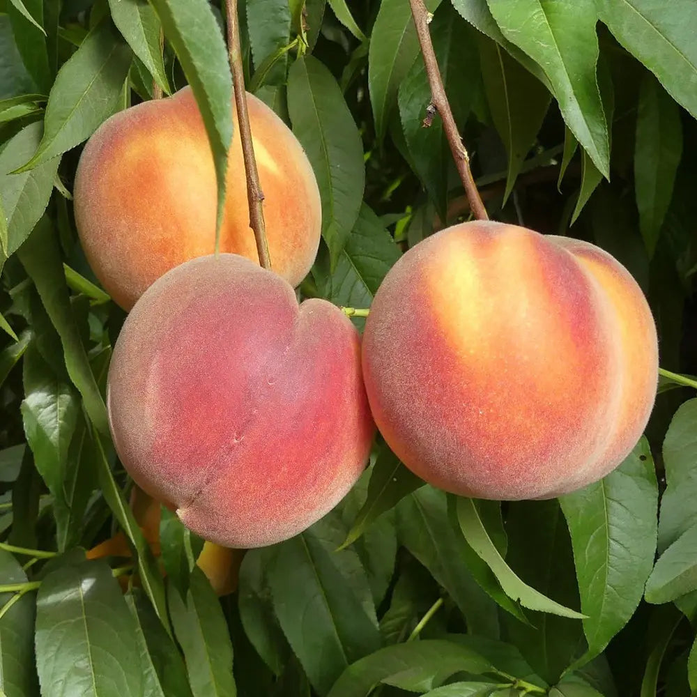Piersic (Prunus Persica) Elegant Lady, cu fructe roz-galbene, an 2 pe rod