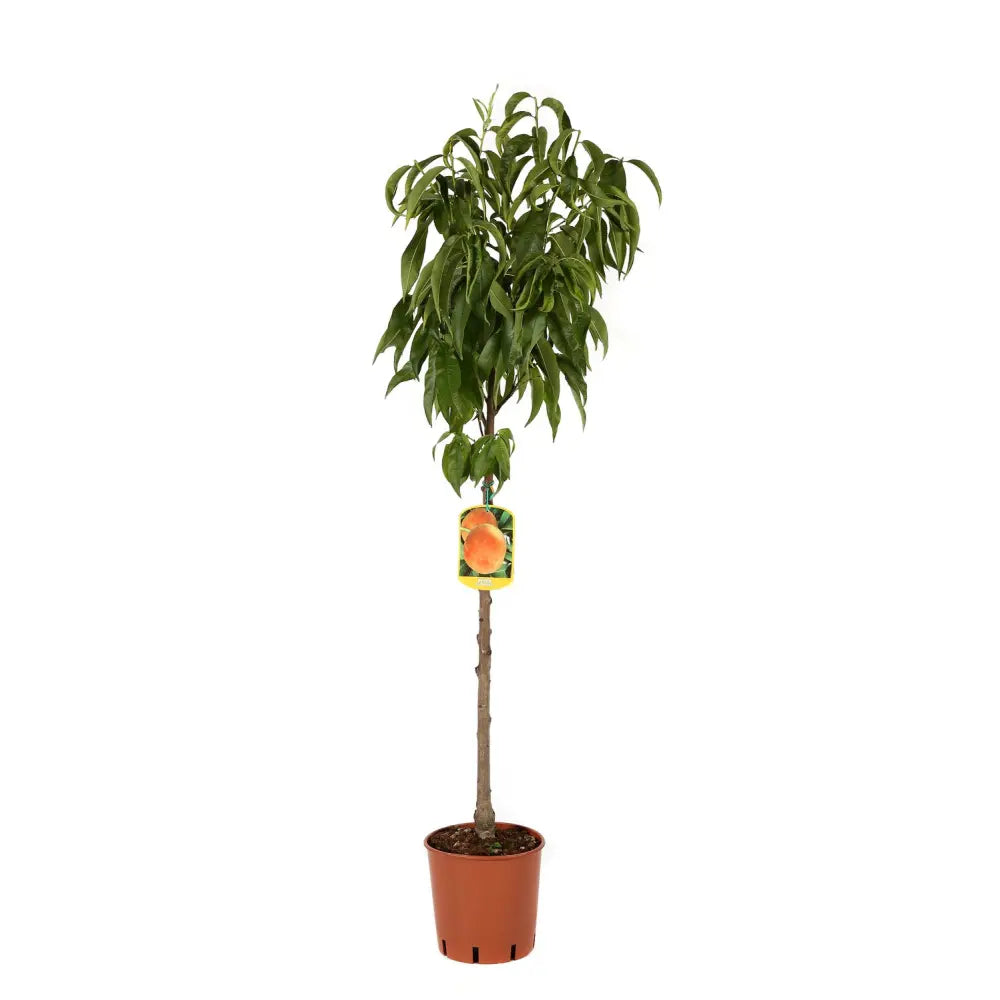 Piersic (Prunus Persica) Glohaven, cu fructe portocalii, an 2 pe rod