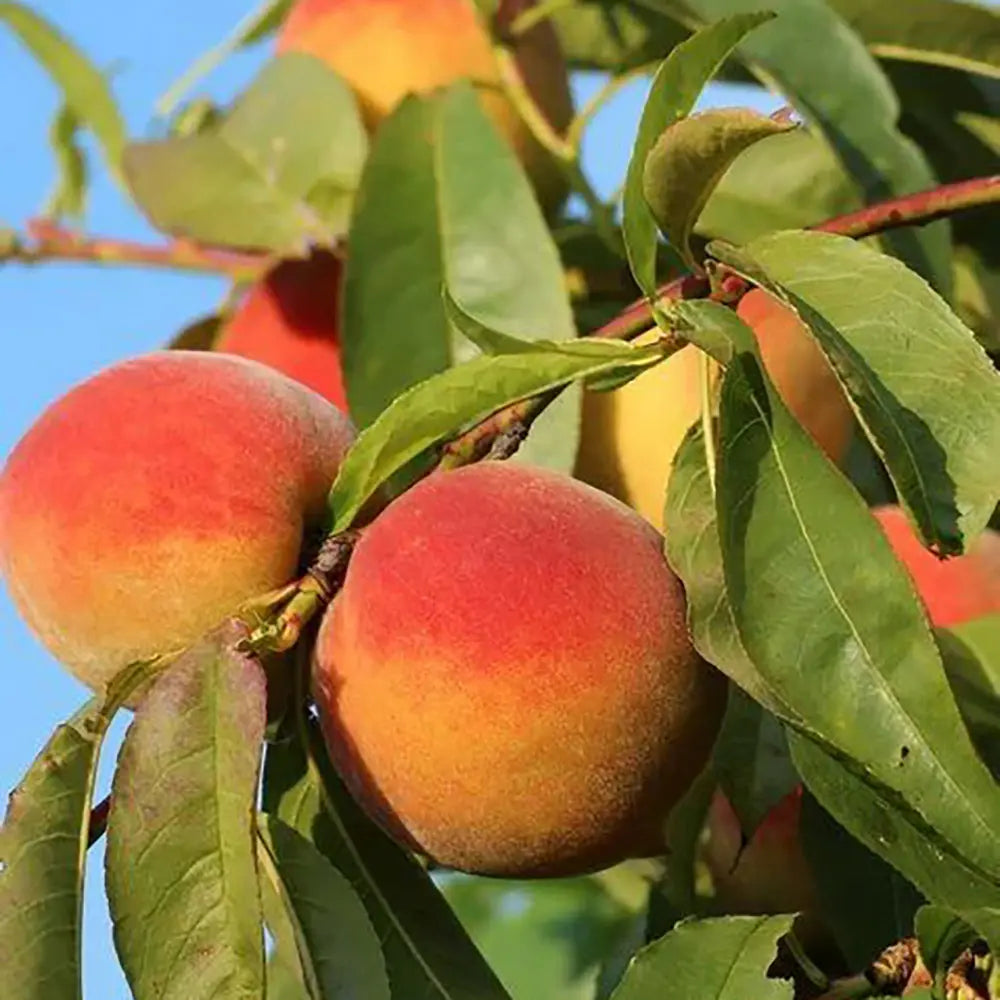 Праскова (Prunus persica) Maria Bianca, с бяло-червени-кремави плодове, във втора година от род