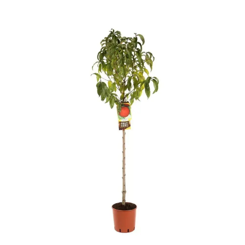 Nectarin (Prunus Persica) Noce Big Top, cu fructe burgundii-galbene, an 2 pe rod