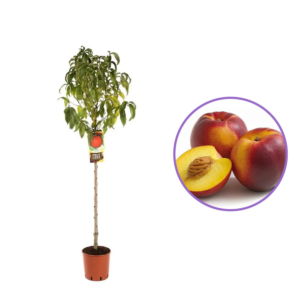 Nectarin (Prunus Persica) Noce Big Top, cu fructe burgundii-galbene, an 2 pe rod