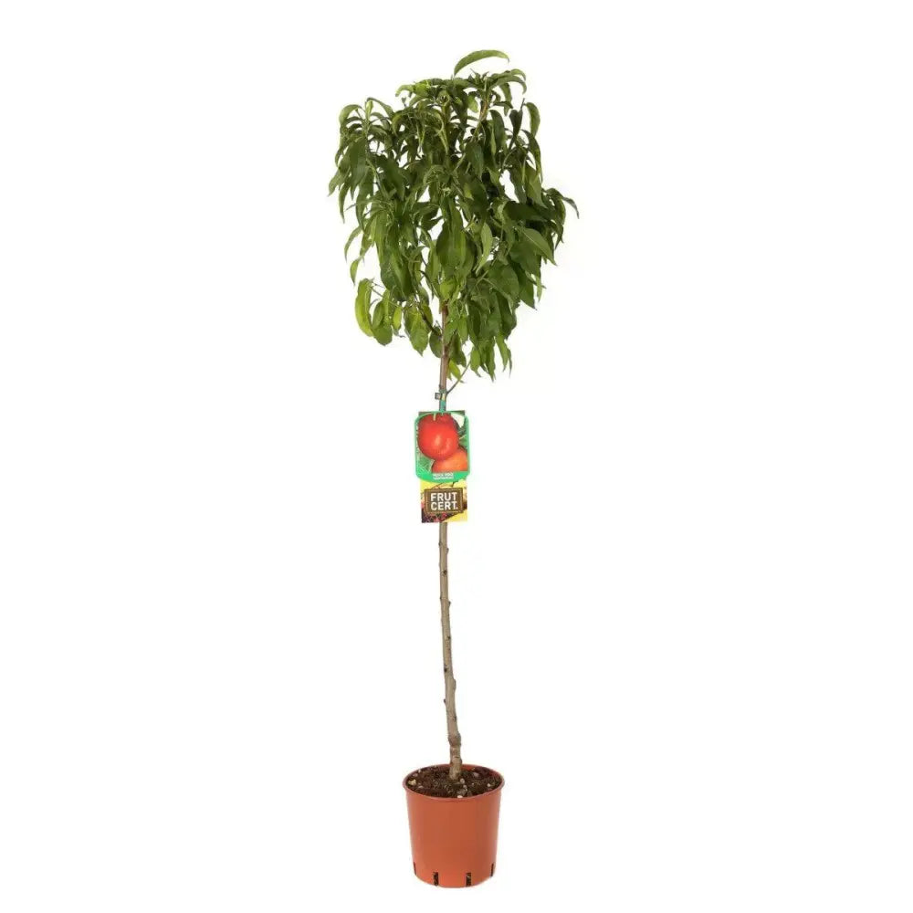 Nectarin (Prunus Persica) Noce Indipendence cu fructe rosii-galbene, an 2 pe rod