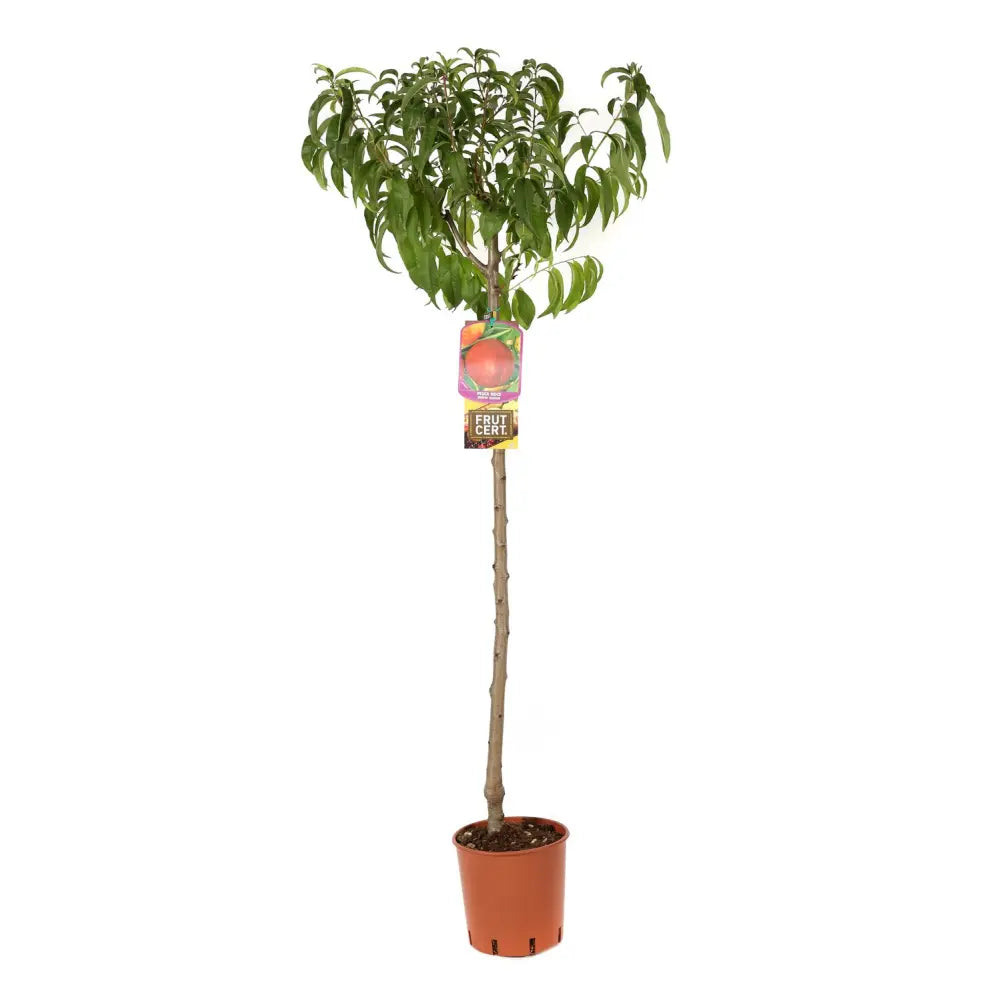 Nectarin (Prunus Persica) Noce Snow Queen cu fructe rosii-crem, an 2 pe rod