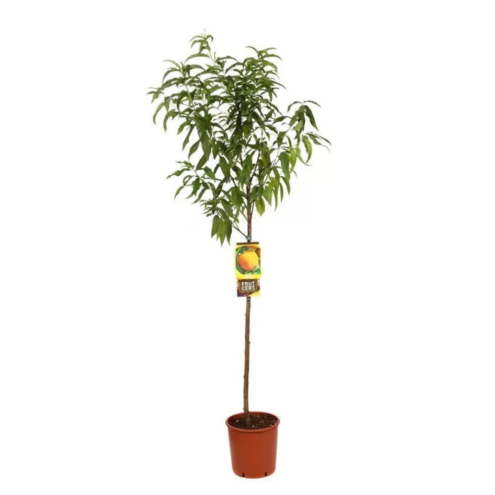 Piersic (Prunus Persica) Percocca Andross cu fructe galbene-portocalii, an 2 pe rod