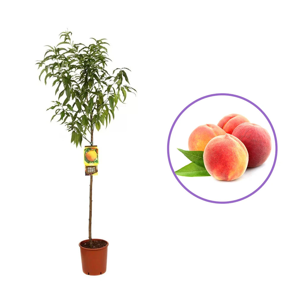Piersic (Prunus Persica) Percocca Andross cu fructe galbene-portocalii, an 2 pe rod