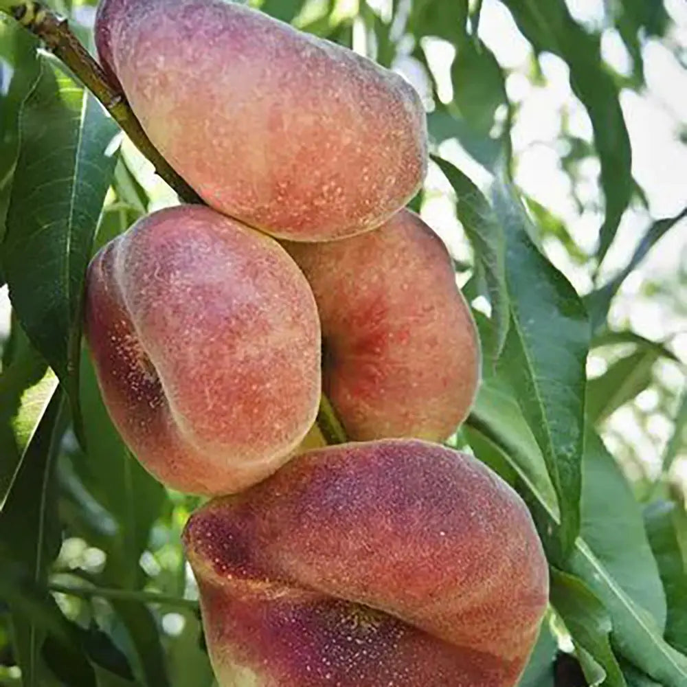 Piersic (Prunus Persica) Platicarpa Pasta Gialla cu fructe galbene-aurii, an 2 pe rod