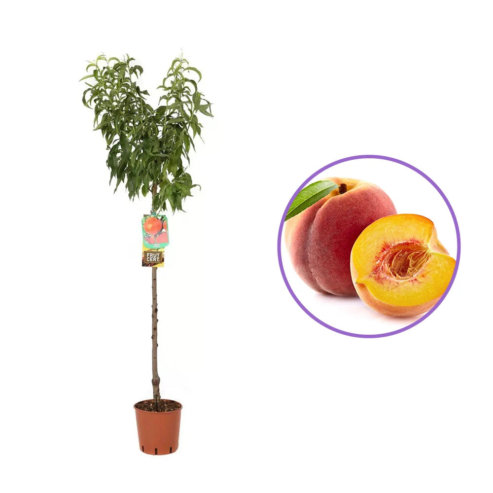 Piersic (Prunus Persica) Suncrest cu fructe rosiatice, an 2 pe rod
