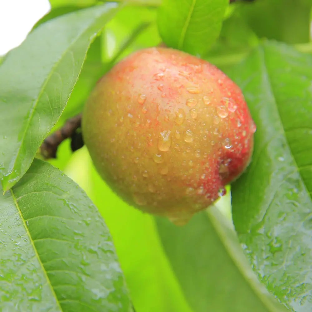 Нектарина (Prunus Persica) Noce Venus с червено-жълти плодове, втора година на плододаване