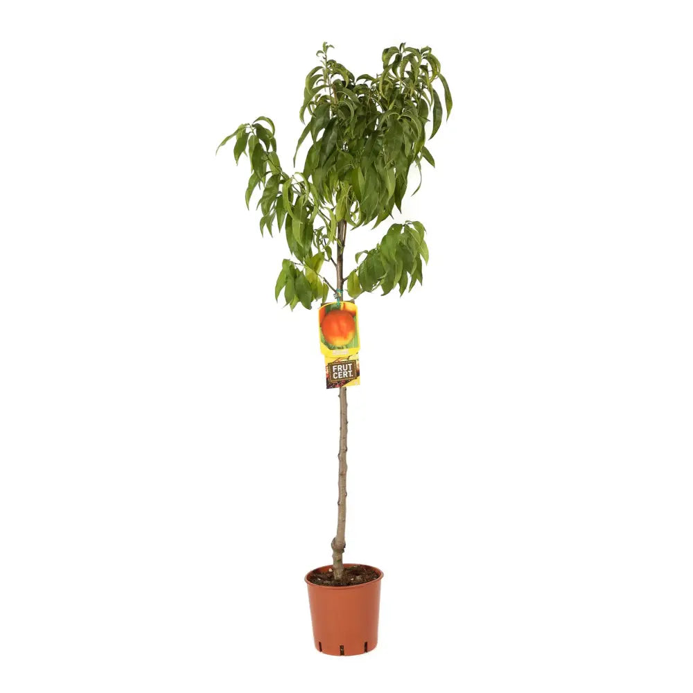 Нектарина (Prunus Persica) Noce Venus с червено-жълти плодове, втора година на плододаване